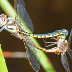 Hemicordulia continentalis
