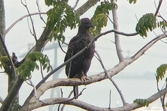 Nisaetus cirrhatus limnaeetus