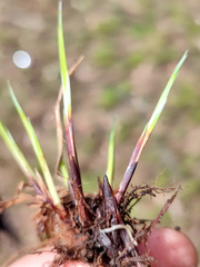Carex cespitosa