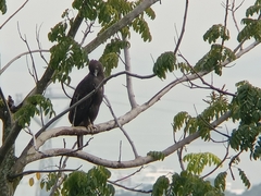 Nisaetus cirrhatus limnaeetus