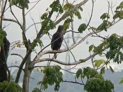 Nisaetus cirrhatus limnaeetus