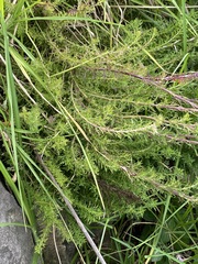 Lamourouxia multifida