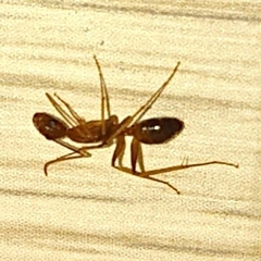 Camponotus