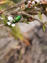 Diphucephala