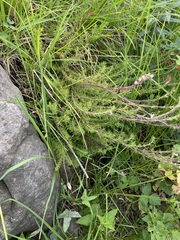 Lamourouxia multifida