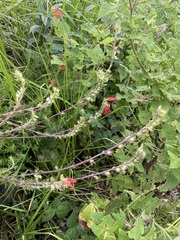 Lamourouxia multifida