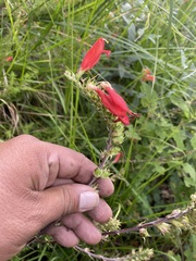 Lamourouxia multifida