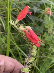 Lamourouxia multifida