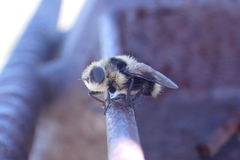 Cephenemyia