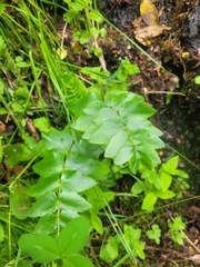 Gingidia montana