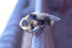 Cephenemyia