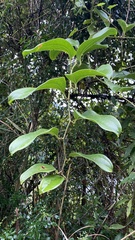 Smilax china