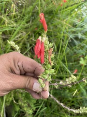 Lamourouxia multifida