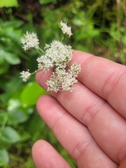 Gingidia montana