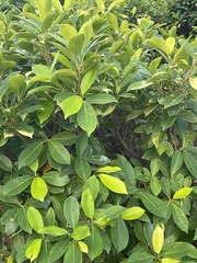 Ficus microcarpa