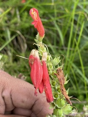 Lamourouxia multifida