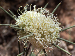 Hakea leucoptera leucoptera