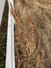 Andropogon glomeratus