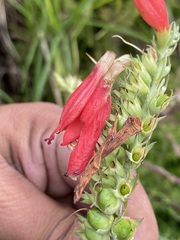 Lamourouxia multifida