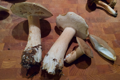 Boletus variipes