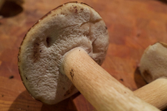 Boletus variipes