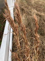 Andropogon glomeratus