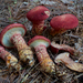 Painted Suillus - Photo (c) Adam Bryant, some rights reserved (CC BY-NC), uploaded by Adam Bryant