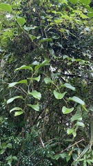 Smilax china