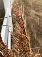 Andropogon glomeratus