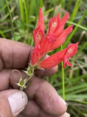 Lamourouxia multifida