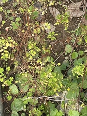 Phyllanthus tenellus