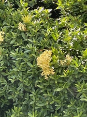 Ixora