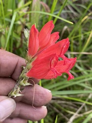 Lamourouxia multifida