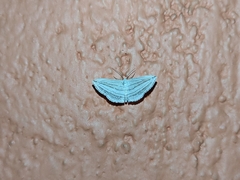 Scopula opicata