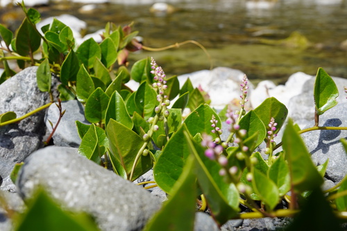 Basellaceae image