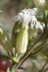 Silene oregana