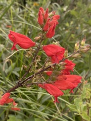 Lamourouxia multifida