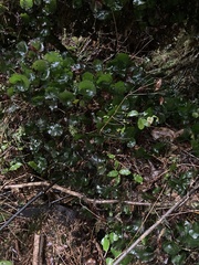 Hymenophyllum nephrophyllum