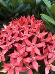 Ixora