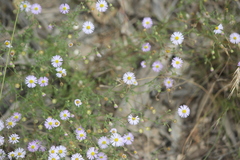 Brachyscome ciliaris