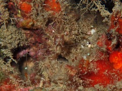Cuapetes tenuipes