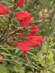 Lamourouxia multifida