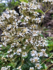 Olearia arborescens