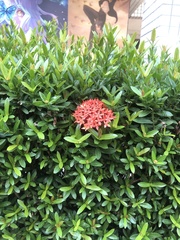 Ixora