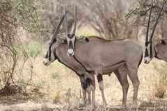 Oryx beisa callotis