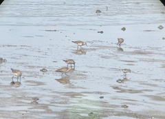 Calidris tenuirostris