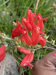 Lamourouxia multifida