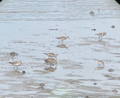Calidris tenuirostris