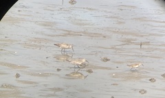 Calidris tenuirostris