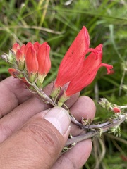 Lamourouxia multifida